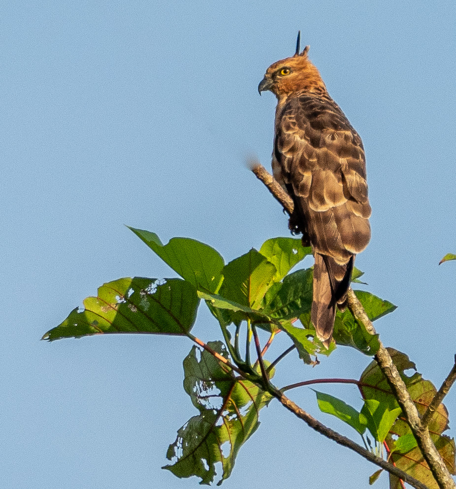 Wallace's Hawk Eagle closeup